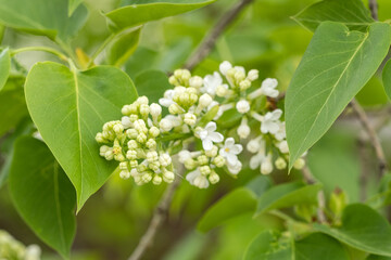 White lilac flowers on a tree with green leaves.