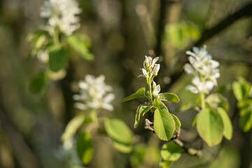 Indian blueberry - white flowers on a branch with green leaves.