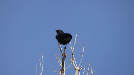 Crow in the top of a tree