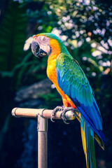 blue and yellow macaw