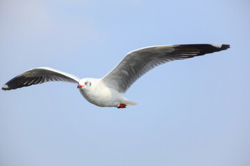 seagull in flight