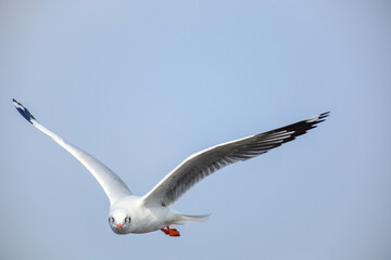 seagull in flight