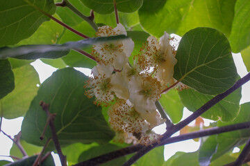 branch of a kiwi tree