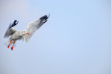stork in flight