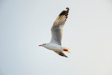 seagull in flight