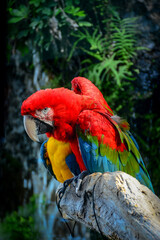 blue and yellow macaw