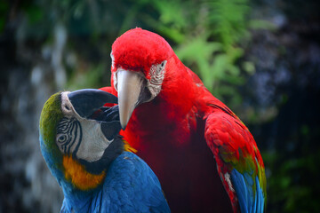 red and yellow macaw