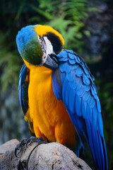 blue and yellow macaw