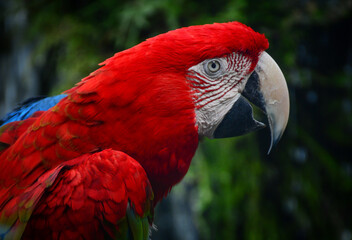 red and yellow macaw