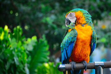 blue and yellow macaw