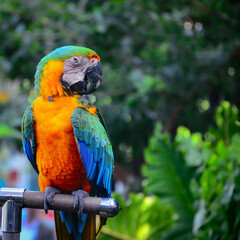 blue and yellow macaw
