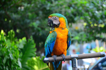 blue and yellow macaw