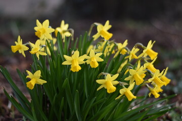 Fototapeta premium Blühende Narzissen (Narcissus)