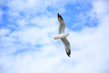 seagull in flight