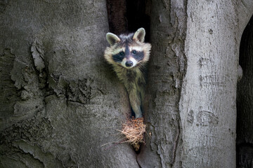 A raccoon looks out of his tree den © Brams.Photography