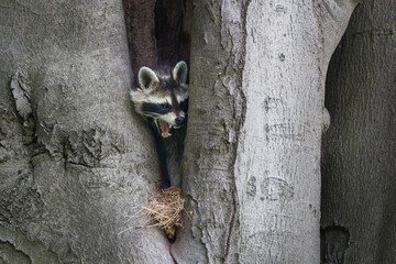 A raccoon bares its teeth
