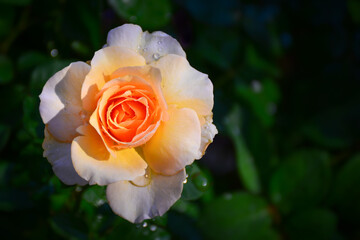 orange rose in garden
