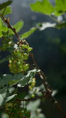 Dojrzewająca Porzeczka (Ribes L.)