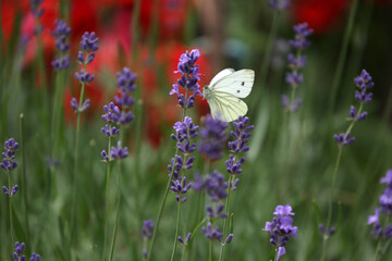 Lavendel mit Schmetterlig