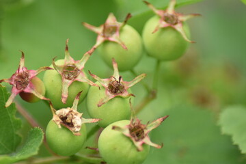 unreife Beeren - Scharlachdorn (Crataegus pedicellata)