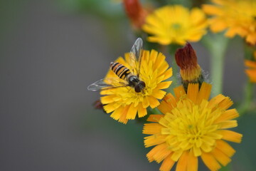 Blühendes Orangerotes Habichtskraut mit Schwebfliege