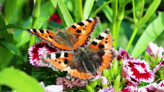 Vanessa cardui, painted lady or cosmopolitan butterfly