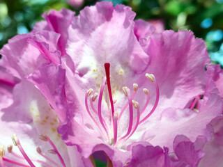 Rhododendron smirnowii, the Smirnow rhododendron. Species of flowering plant in the family Ericaceae. Beautiful pink flowers closeup