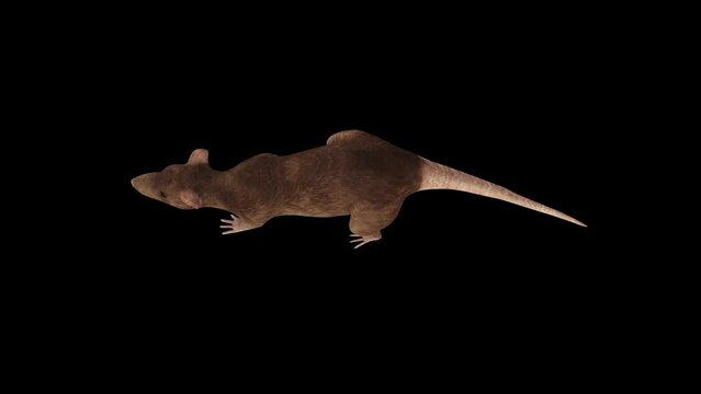 3D Rat Walk Top View animation.Full HD 1920&times;1080.7 Second Long.Transparent Alpha video.LOOP.