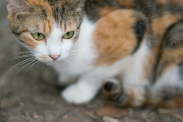 Fototapeta na wymiar 京都 伏見稲荷大社に暮らす野良猫