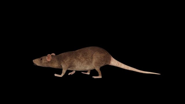 3D Rat Walk animation.Full HD 1920&times;1080.7 Second Long.Transparent Alpha video.LOOP.