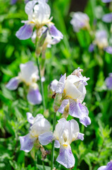 White and blue Iris in the garden © ketrin08