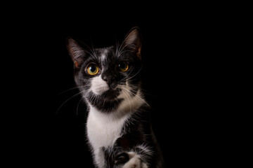 Fototapeta na wymiar Gato preto e branco Frajola isolado com fundo preto