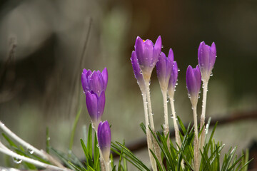 Krokusse mit Regentropfen