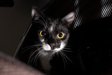 Gato preto e branco Frajola com olhos amarelos