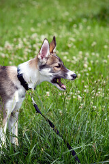 portrait of a small puppy husky dog outdoors