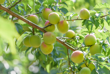 Japanese apricot fruit, Young fruits of Ume, on the tree