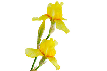 branch with two iris flowers on a white background