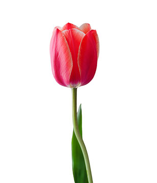one red tulip on a white background