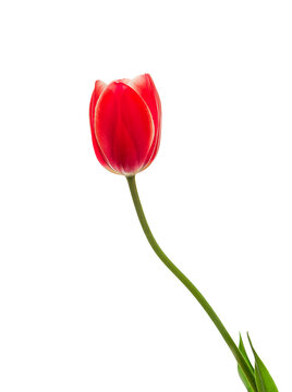 red tulip flower isolated on white background