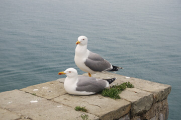 A couple of seagulls in Portovenere, Italy