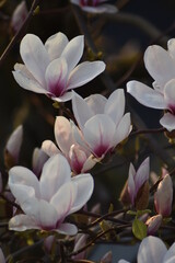 Magnolienblüten (Magnolia)