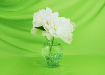 Two white peony flowers in a clear glass vase isolated on an elegant swooped lime green fabric backdrop with copy space. Floral greeting card background. Floral arrangement