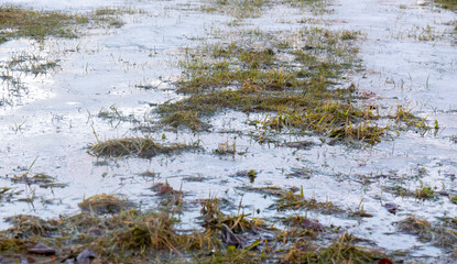 texture of Grass growing through snow spring