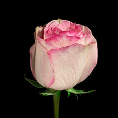 Beautiful pink-white rose flower head with green stem isolated on black background. Studio close-up shot.