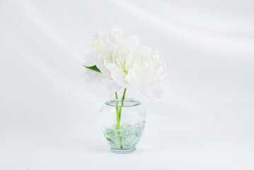 Two white peony flowers in a clear glass vase isolated on an elegant swooped white fabric backdrop with copy space. Floral wedding greeting card background. Floral arrangement.