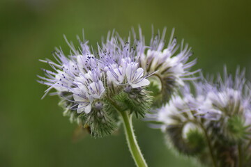 Rainfarn-Phazelie (Phacelia tanacetifolia)