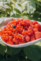 Close hands picking red currant raspberries in glass bowl in countryside backyard garden. Organic food, Agricultural sustainability eco friendly Gardening. Fresh ripe seasonal harvest picking 