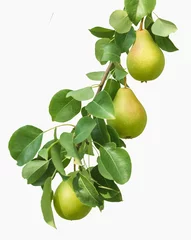  Ripe organic pears on branch with leaves isolated on white background © Albert Ziganshin