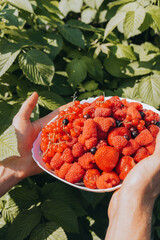 Close hands picking red currant raspberries in glass bowl in countryside backyard garden. Organic food, Agricultural sustainability eco friendly Gardening. Fresh ripe seasonal harvest picking 