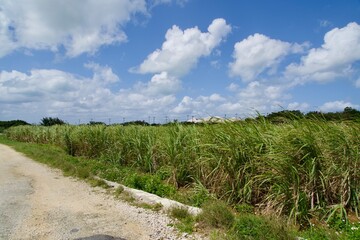 Sugarcane field and blue sky in Miyako Island.